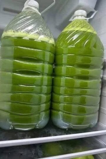 Homemade Fresh Green Juice