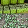 Purslane Green Cubes
